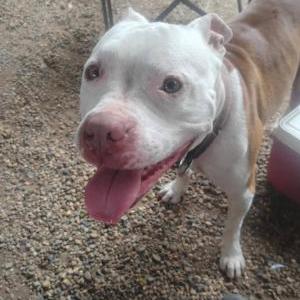 Image of Ghost, Lost Dog