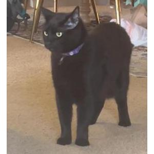 Image of Marcus, Lost Cat