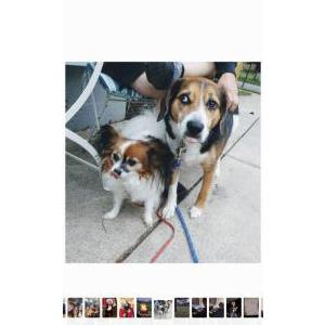 Image of Gizzelle, Lost Dog