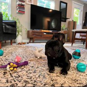 Image of Vino, Lost Dog