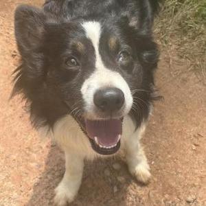 Image of Loki, Lost Dog