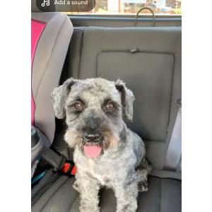 Image of Bentley, Lost Dog