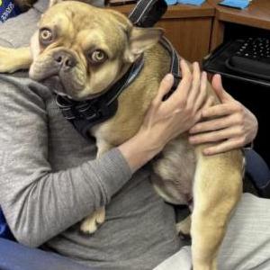 Lost Dog Tyson