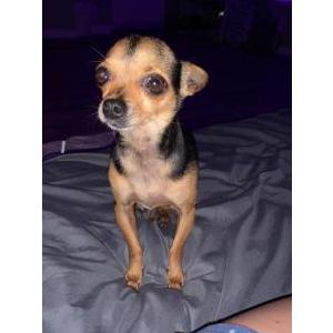 Image of Taco, Lost Dog