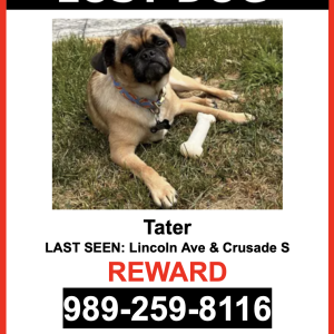 Lost Dog Tater