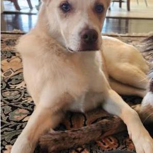 Image of Oliver, Lost Dog