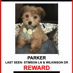 Image of PARKER, Lost Dog