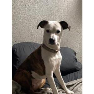 Lost Dog Zoey