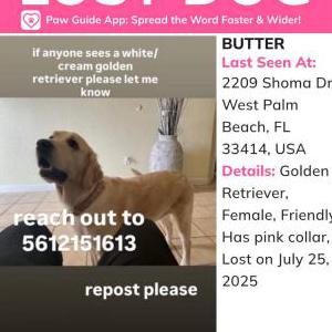 Image of Butter, Lost Dog