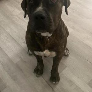 Image of Leo, Lost Dog