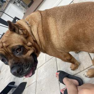 Image of Louie and Luna, Lost Dog