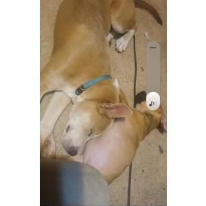 Image of Mavis, Lost Dog