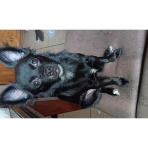 Lost Dog Minji