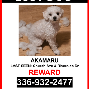 Image of AKAMARU, Lost Dog