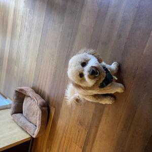 Lost Dog Teddy