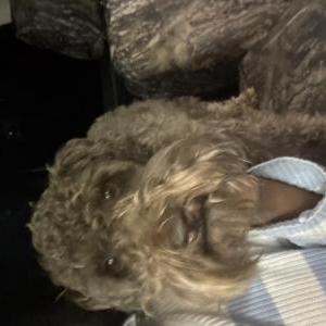 Image of Boaz/ Bojangles, Lost Dog