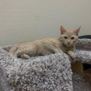 Image of Daisy, Lost Cat