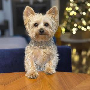 Image of Max, Lost Dog