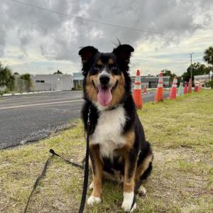 Image of Benny, Lost Dog