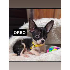 Lost Dog Oreo