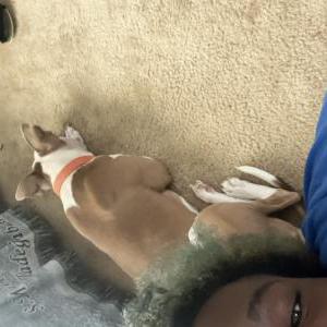 Image of Armani, Lost Dog