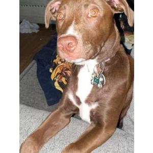 Image of Mj, Lost Dog