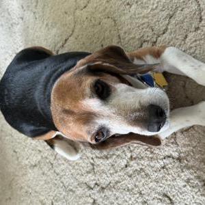 Image of Paul, Lost Dog