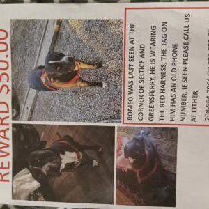 Image of Romeo, Lost Dog