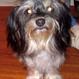 Image of MeiLani, Lost Dog