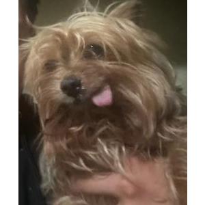 Image of Fireball, Lost Dog