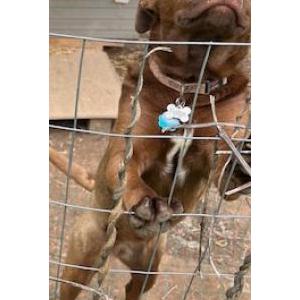 Image of Fudge, Lost Dog