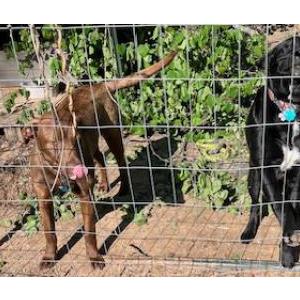 Image of Rascal, Lost Dog