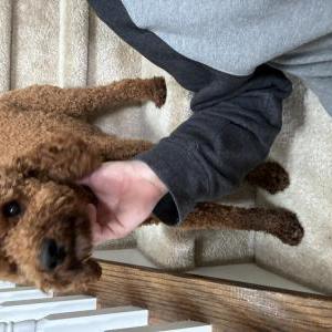 Image of Unknown, Found Dog