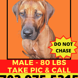 Image of Bear, Lost Dog