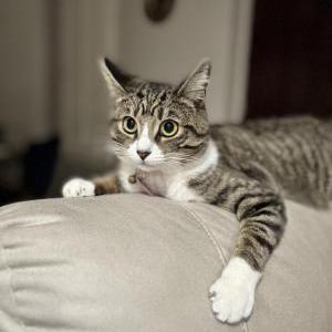 Image of Coco, Lost Cat