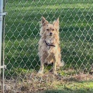 Lost Dog Dozer
