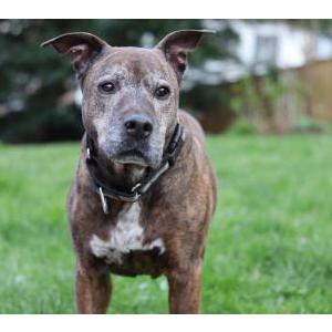 Image of Briwnie, Lost Dog