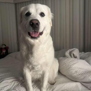 Image of Lucy, Lost Dog