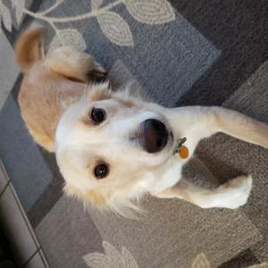 Image of Remy, Lost Dog