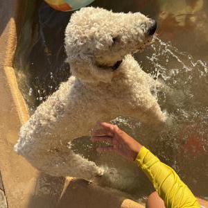 Image of White labranuddle, Found Dog