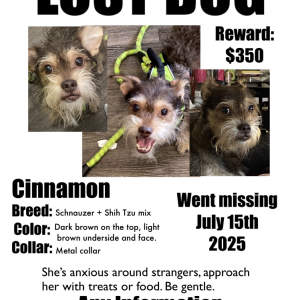 Image of Cinnamon, Lost Dog