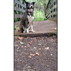 Image of Akila Rose, Lost Dog