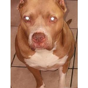 Image of Sassy, Lost Dog