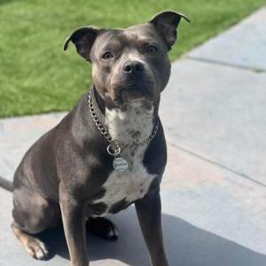 Image of Belle, Lost Dog