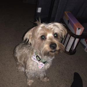 Lost Dog Bishop