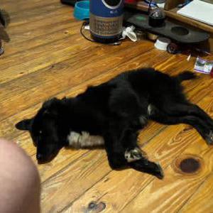 Image of Tip, Lost Dog