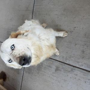 Found Dog Unknown