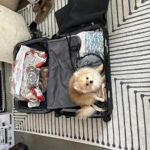 Lost Dog Tino