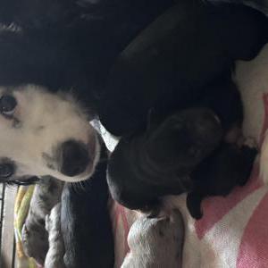 Image of Charlie storm, Lost Dog