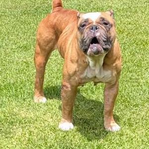 Image of unknown, Found Dog